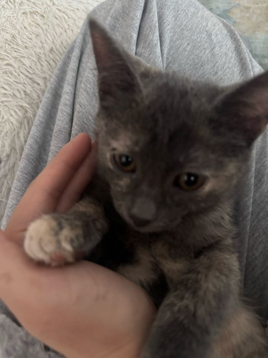 котёнки милые ласковые