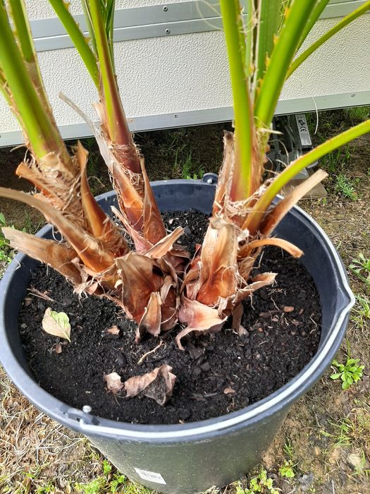 Vând palmier rezistent la îngheț