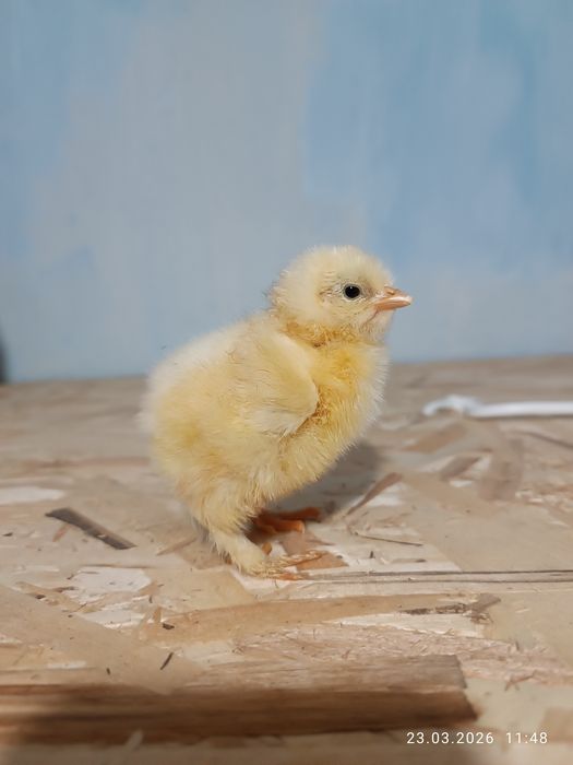 Цыплята породы Брама.