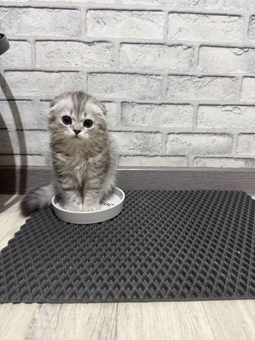 Котята веслоухие