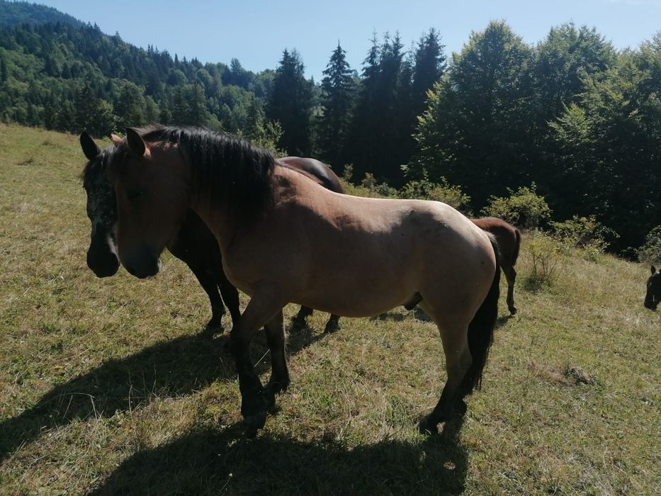 Cal   de   vânzare