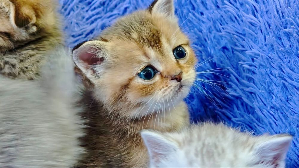 шиншиллки шикарные плюшки
