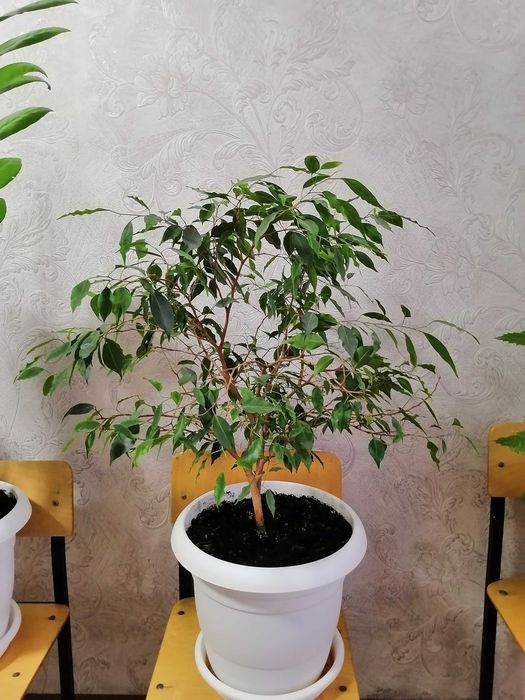 Продам комнатные цветы