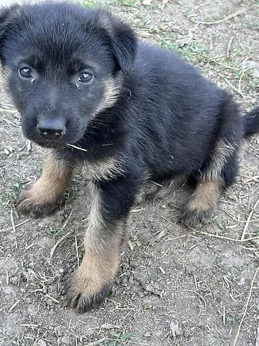 Овчарка 1,5 мес.