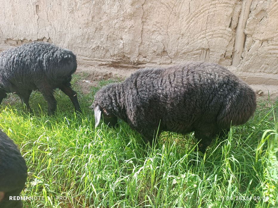 Кучкор барра киргиз элита сим жун