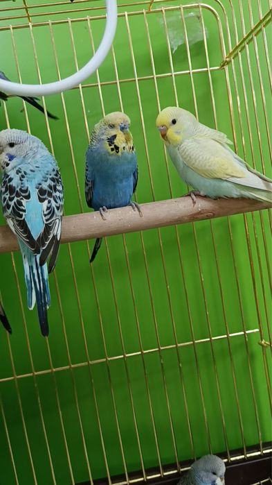 Волнистые попугаи