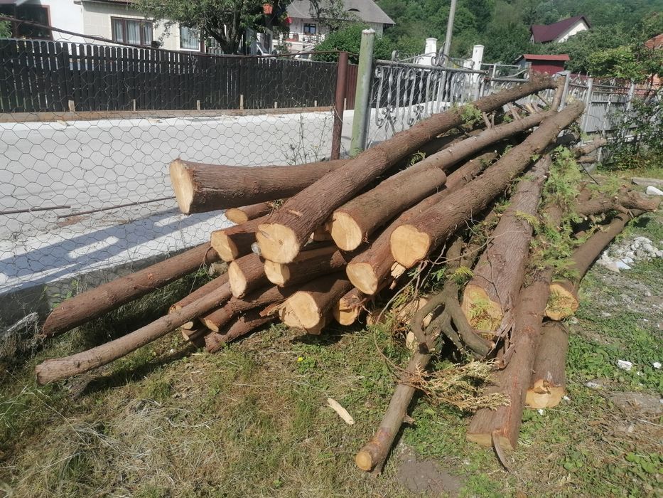 Bile de tuia pentru constuctii