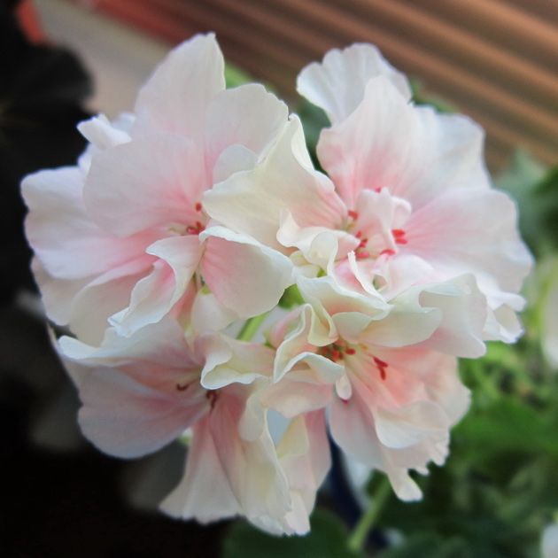 Продам герань