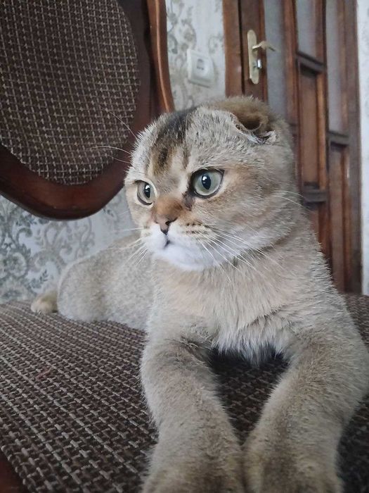 Скоттиш Фолд сотаман