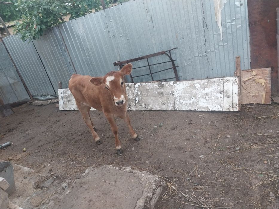Продается Корова с теленком