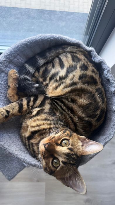 Бенгалска котка, женска, на 5 месеца
