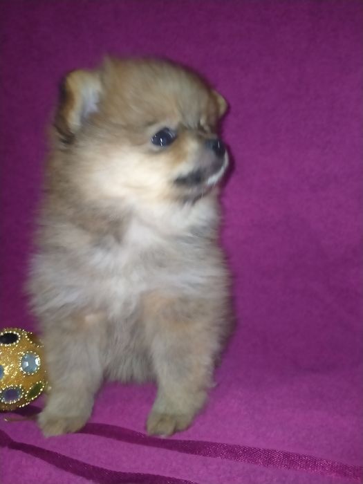 Померанский шпиц