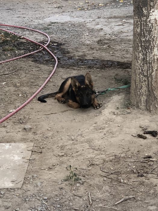 немец овчарка.