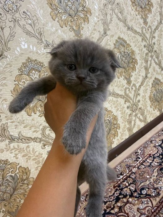 Продаются котята