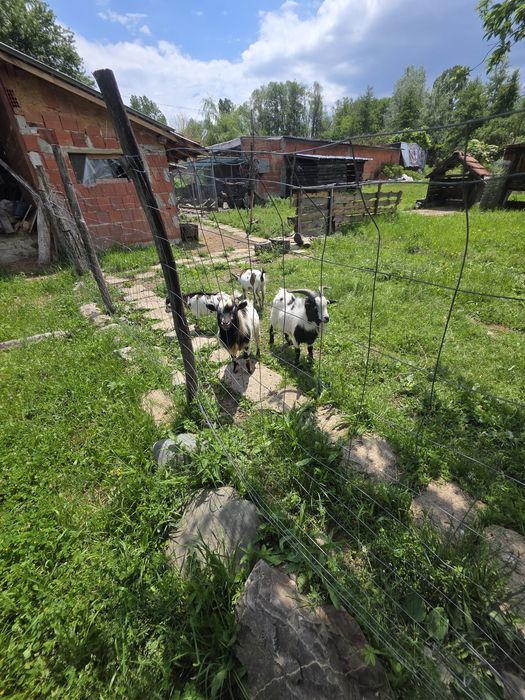 Продавам мини козички