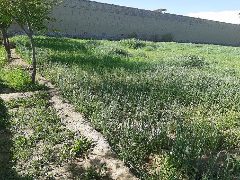 Uchastka yir sotiladi qurulish qilinmagan 12 sutk. Sutigi 20 million