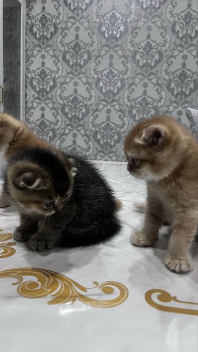 котята по 6 недель