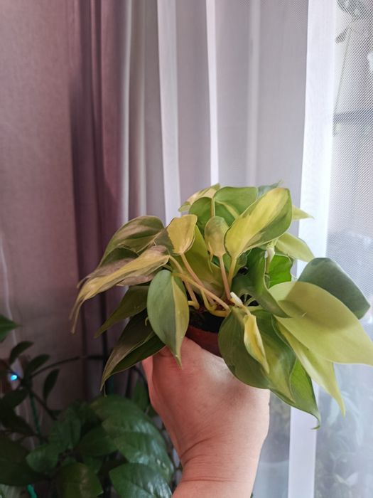 Большой выбор цветов .