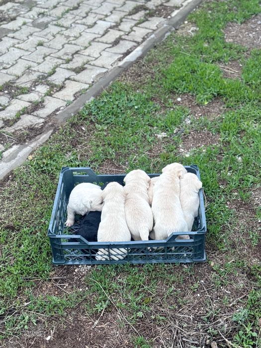 Лабрадор щенята