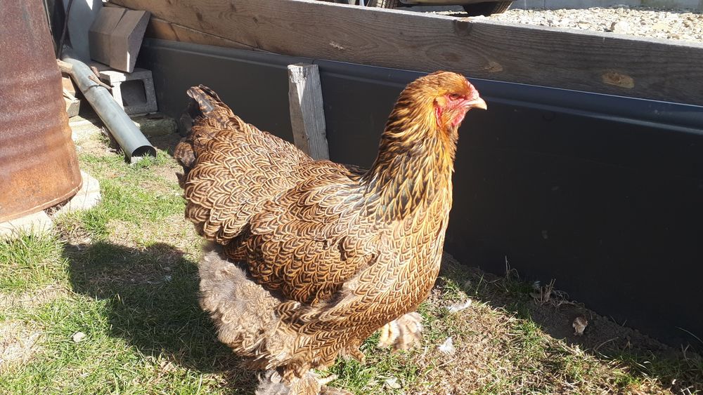 Vand ultima familie Brahma potarnichiu