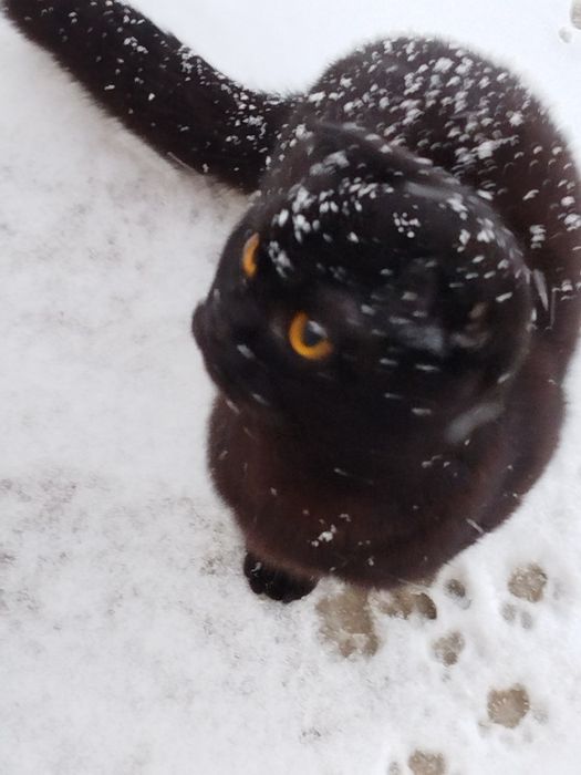 Skottish fold mushugi qiz bola 9 oylik aqilli mehribon