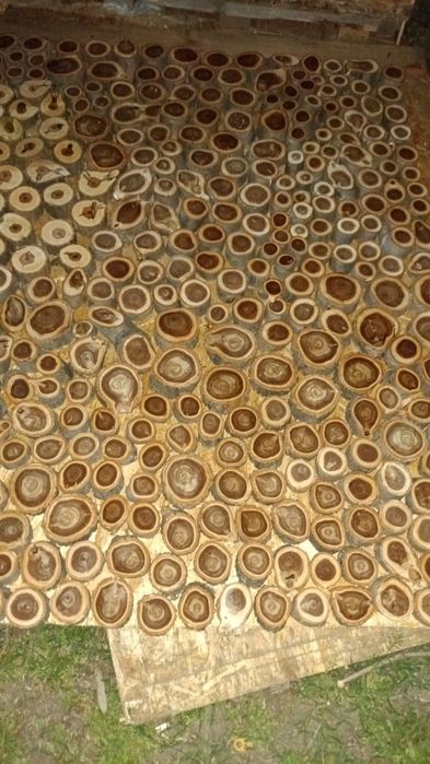 Спилы разных деревьев 8000/ квадрат