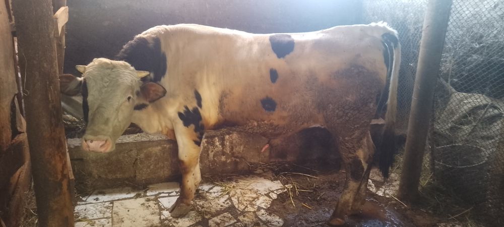 Продам срочно Быка