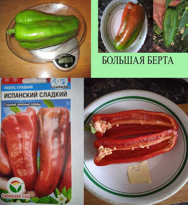 продам емена томатов и перцев