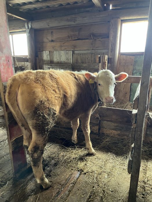 15 бас бұқашық пен қашар , откорм