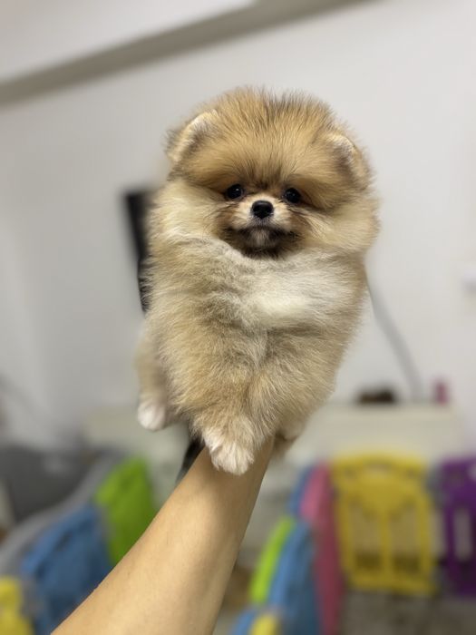 Femela pomeranian fci pedigree