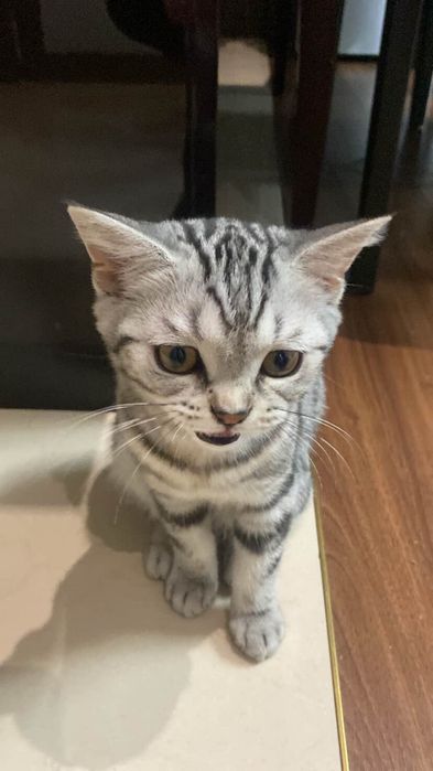 Британиский кот.
