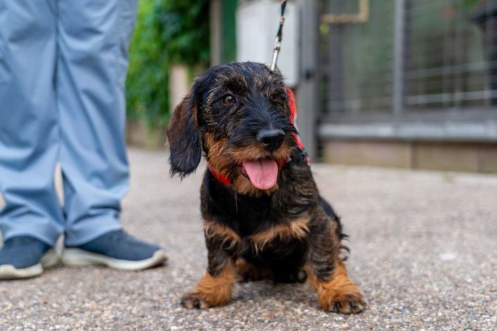 Mascul de teckel sarmos standard cu Pedigree A
