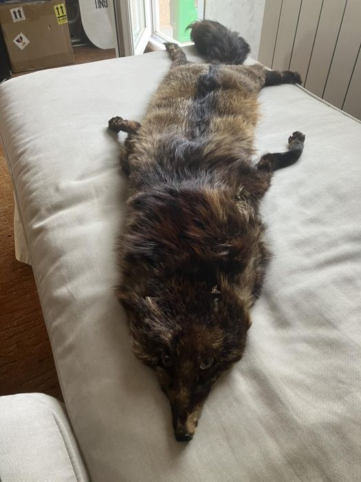 Яка от цяла естествена лисица