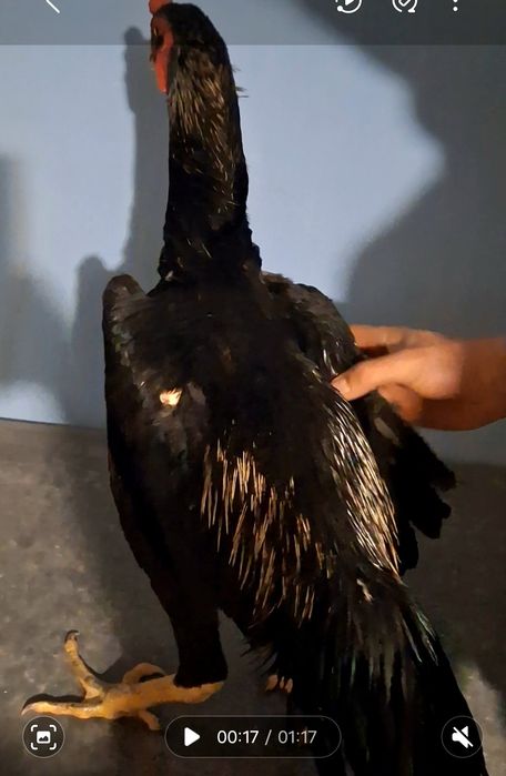 Продам бойцового петушка!