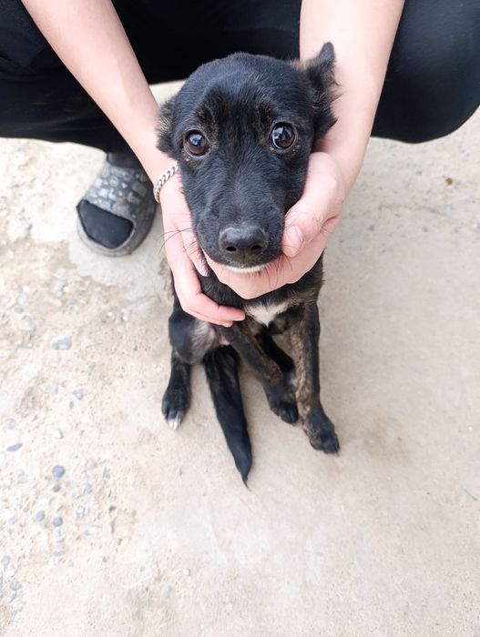 Отдам собачку в добрые руки