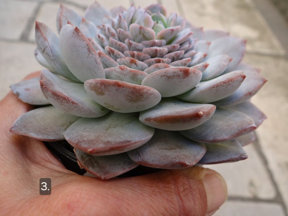 Сукуленти Echeveria различни видове