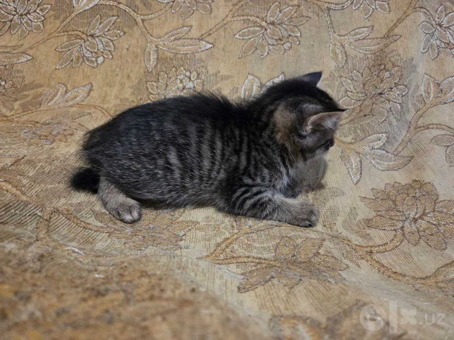 Отдам в добрые руки котёнка