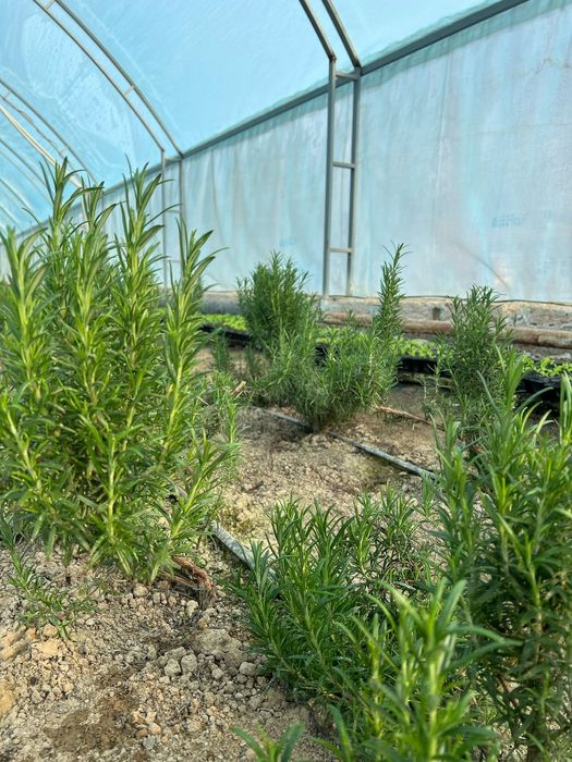 Розмарин свежий  всегда