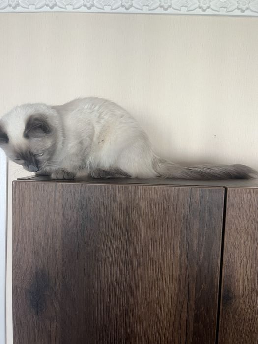 Мъжко коте 7 месеца Рекдол