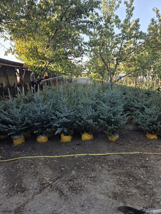 Sifatli goluboy yel bor