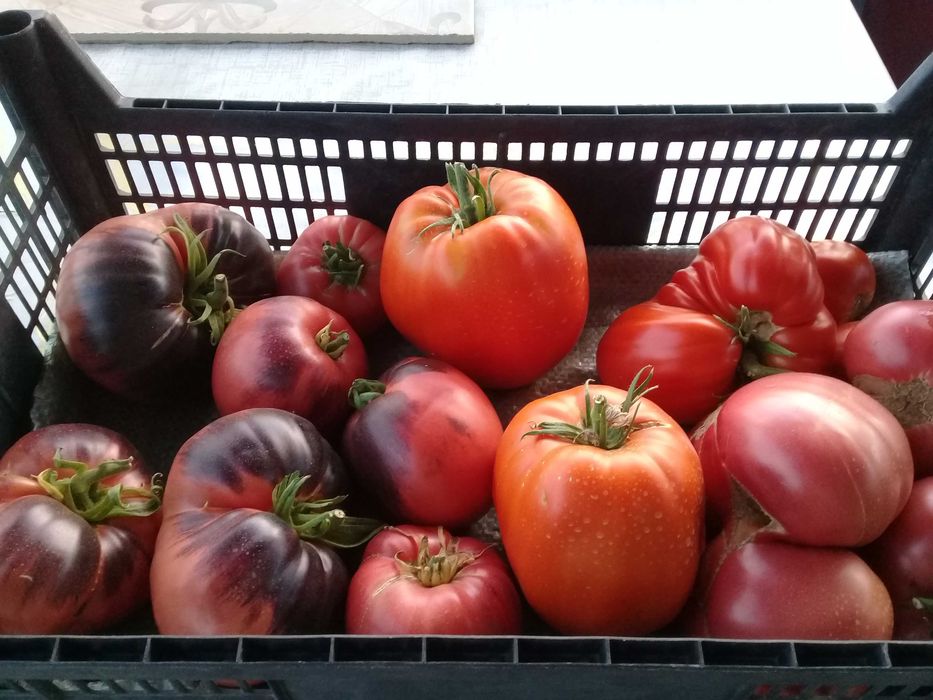 Продам домашние помидоры