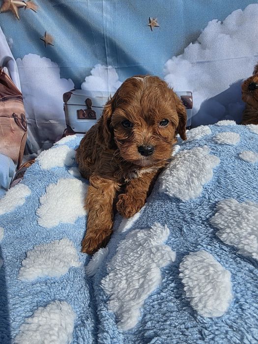 Кавапу момчета /Cavapoo