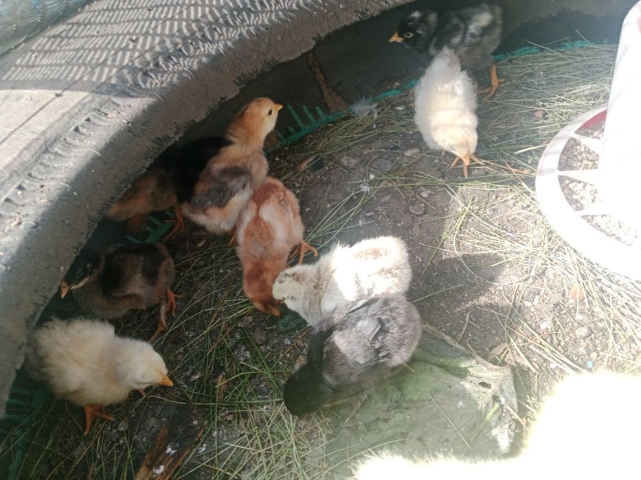 Продам гусака и цыплят