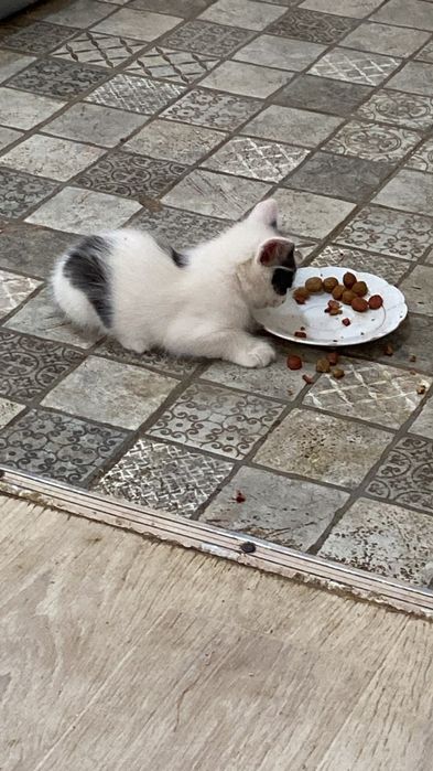 Бесплатно котята срочно