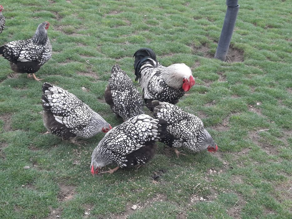 Găini wyandotte ,ouă de vînzare pentru incubator.