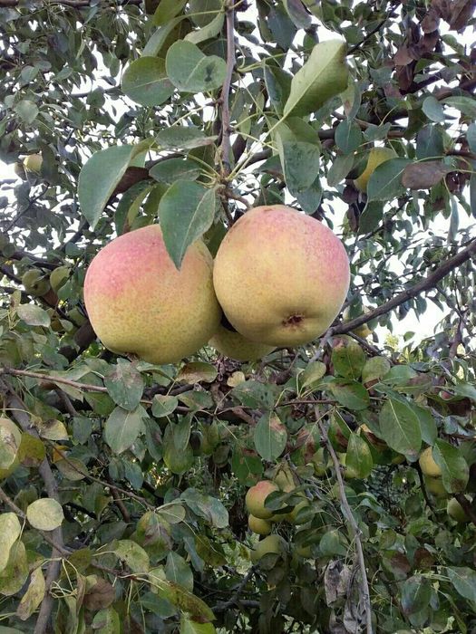 Mevali kuchatlar pakana va yarimpakana