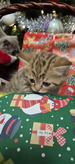 Vand pisoi british si scottish