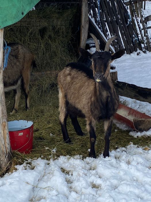 Vând două capre sau la schimb cu 2 oi . Foarte bune de lapte !