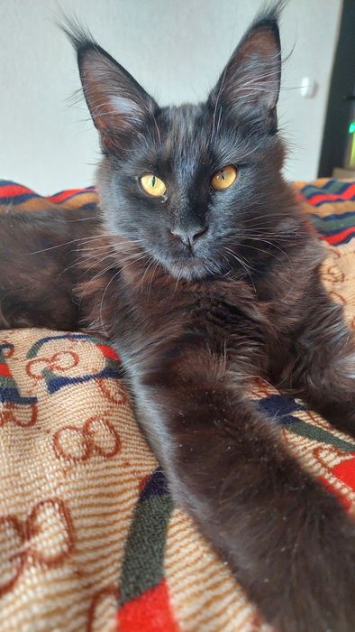 Кошечки Мейн-кун.