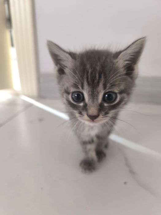 Котятки в добрые руки